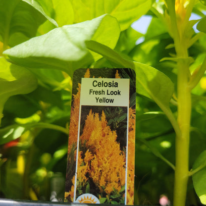 Celosia Multi Pack