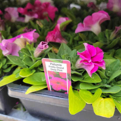 Petunia Multi Pack