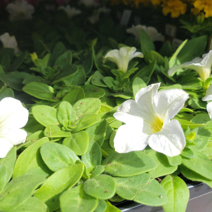 Petunia Multi Pack