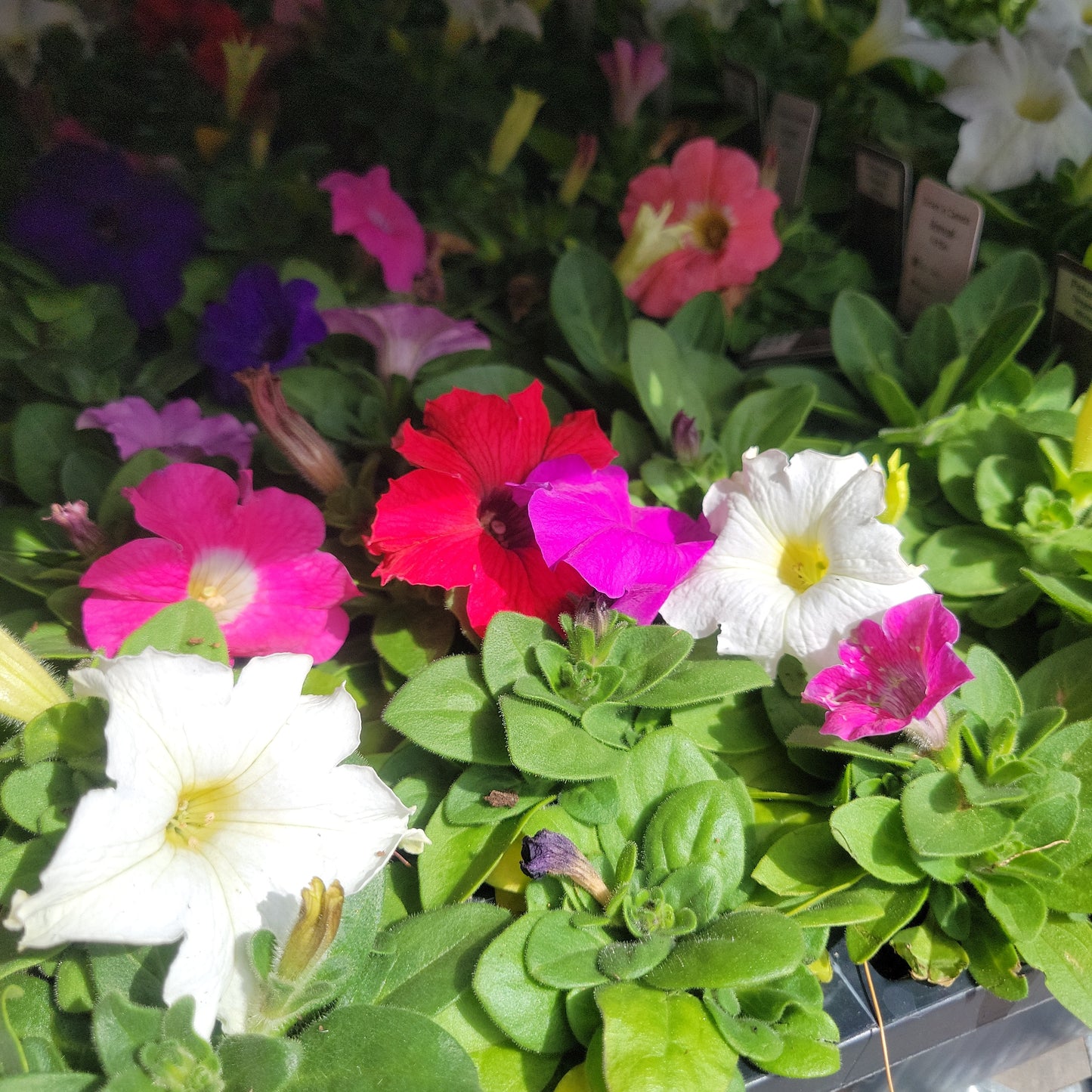 Petunia Multi Pack