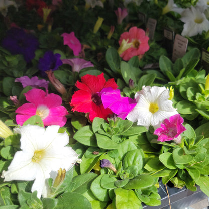 Petunia Multi Pack