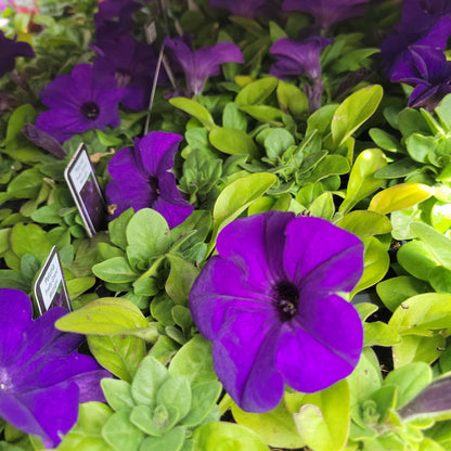 Petunia Multi Pack