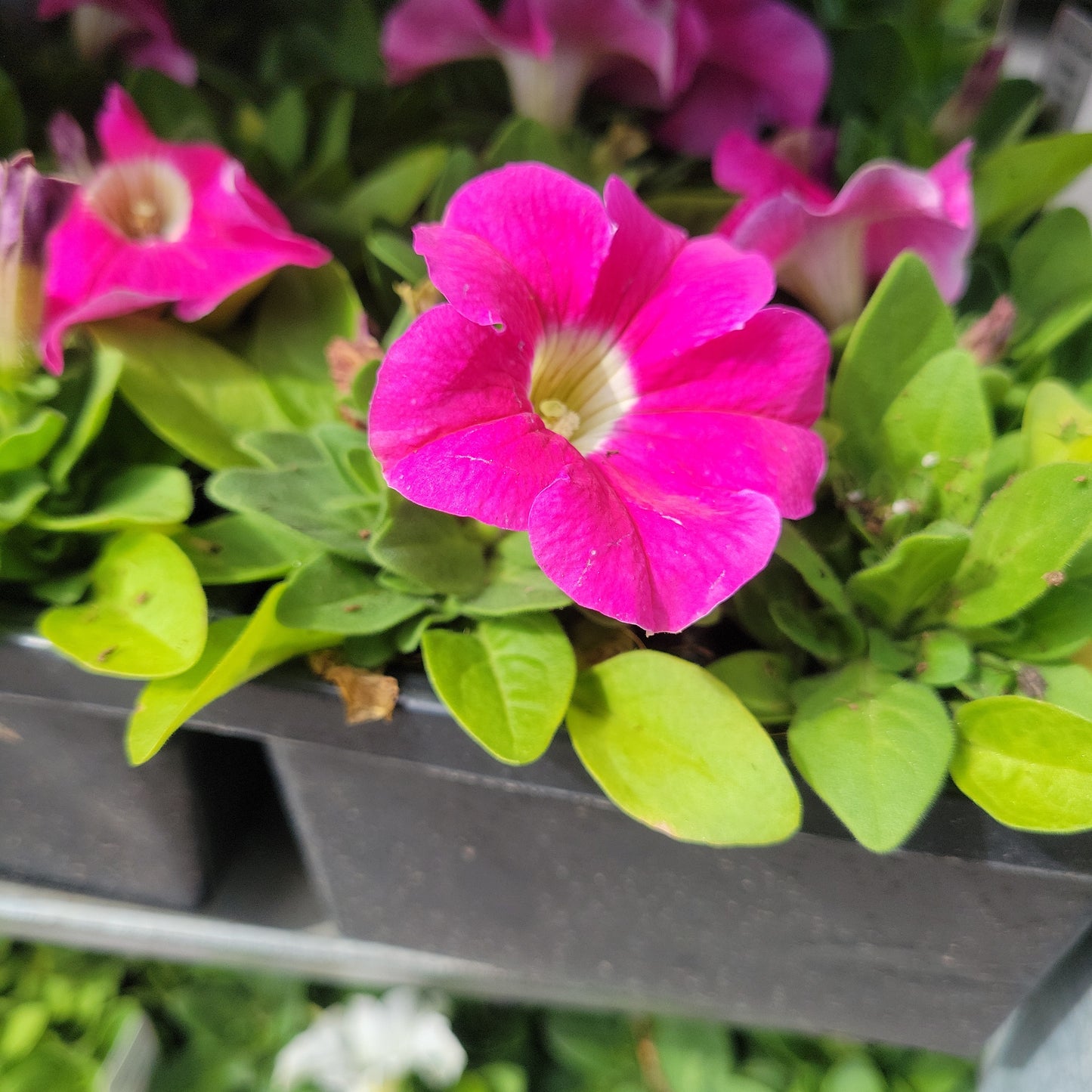Petunia Multi Pack