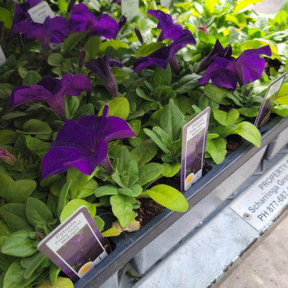 Petunia Multi Pack