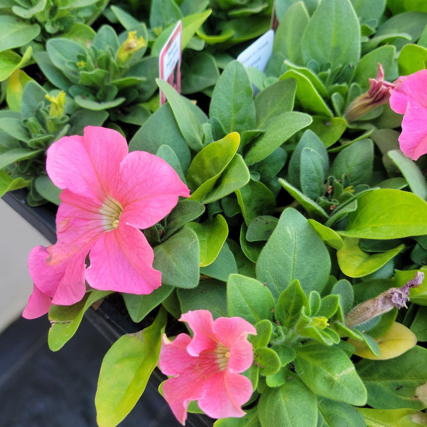 Petunia Multi Pack