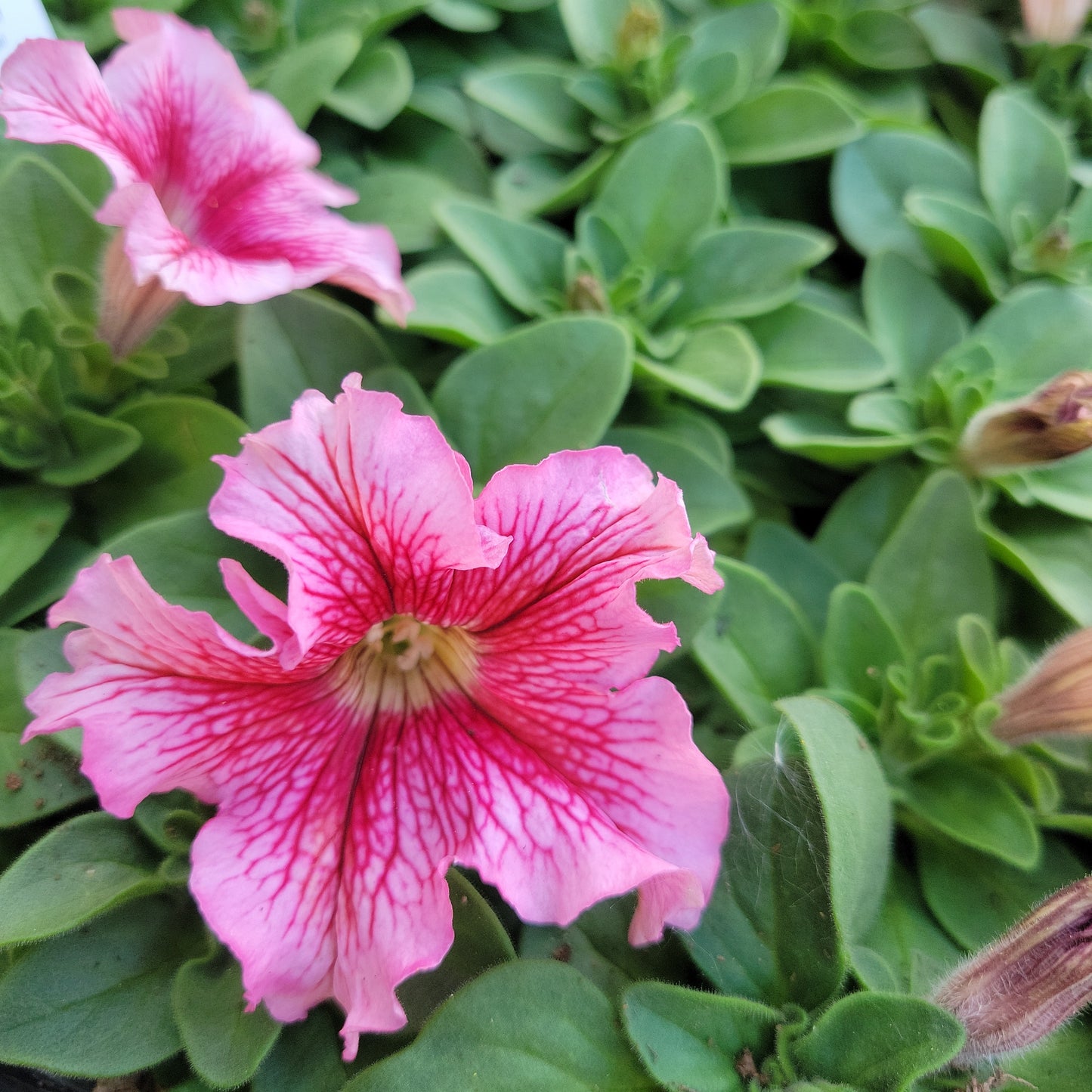 Petunia Multi Pack