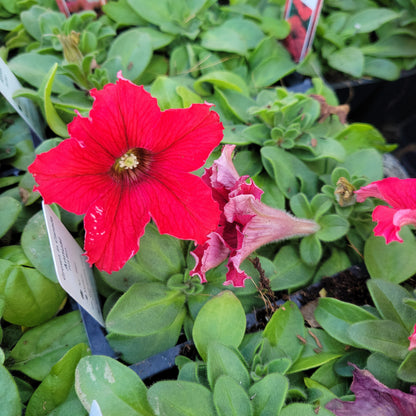 Petunia Multi Pack