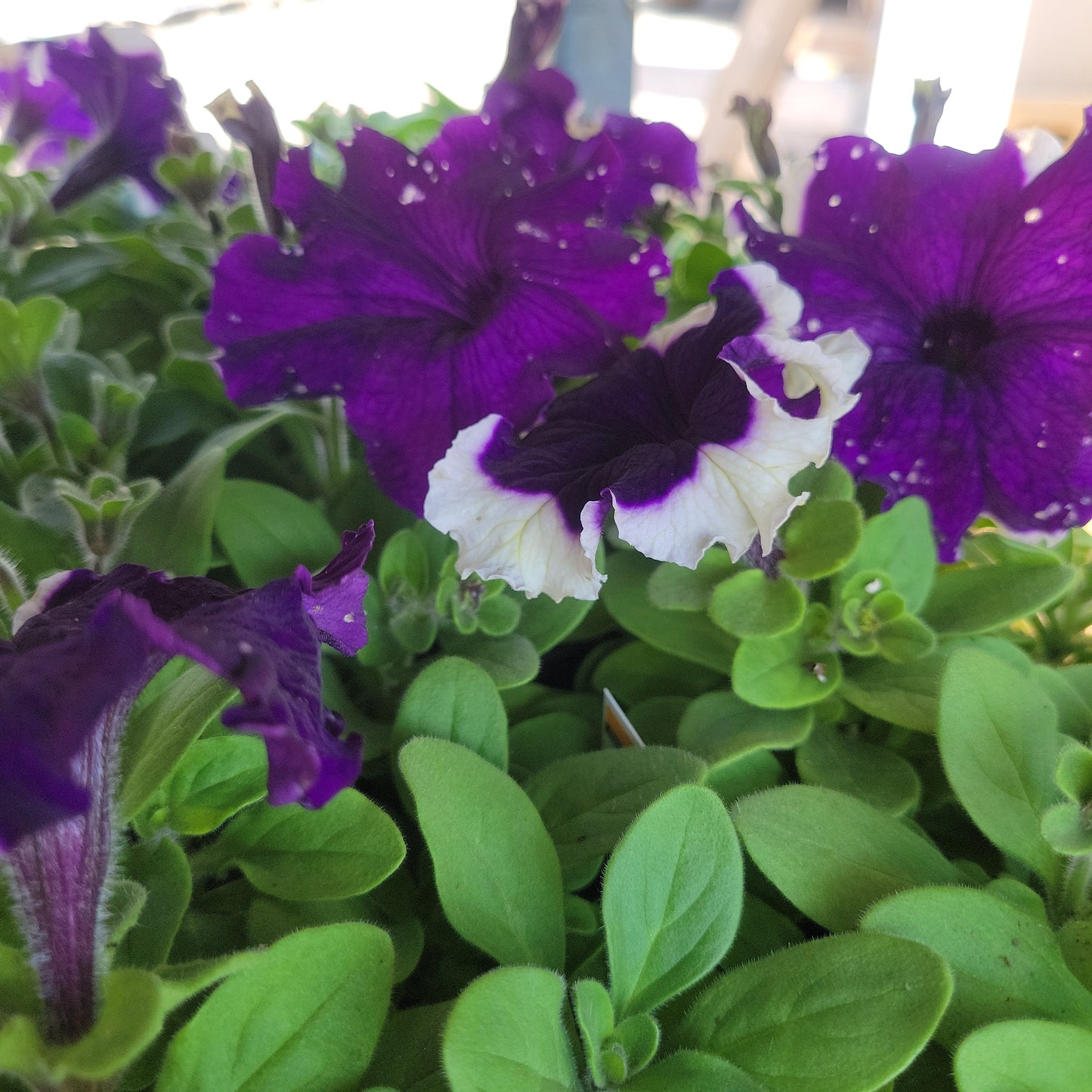 Petunia Multi Pack