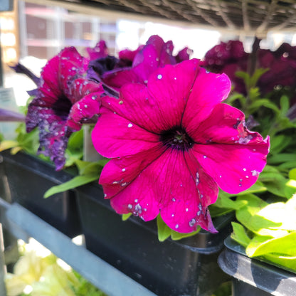Petunia Multi Pack