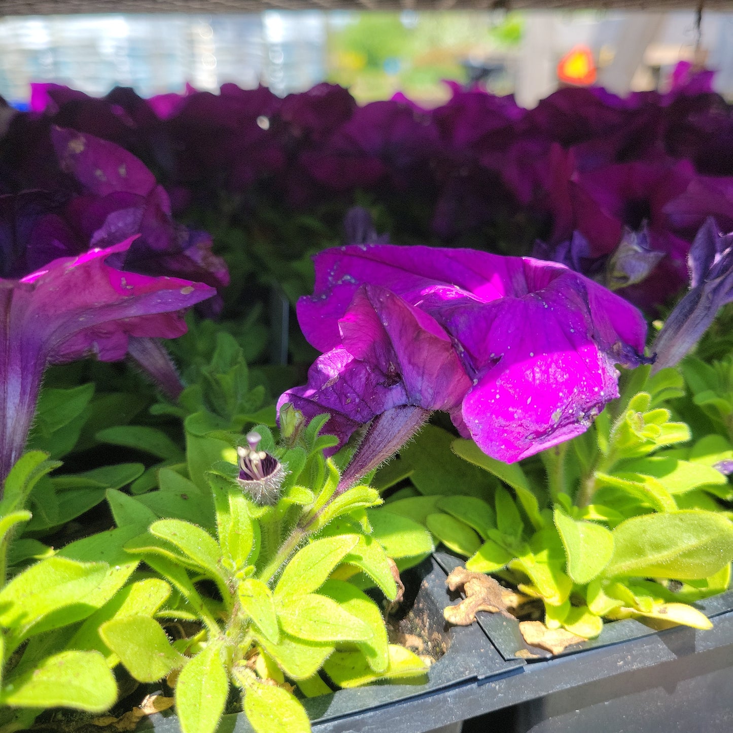 Petunia Multi Pack