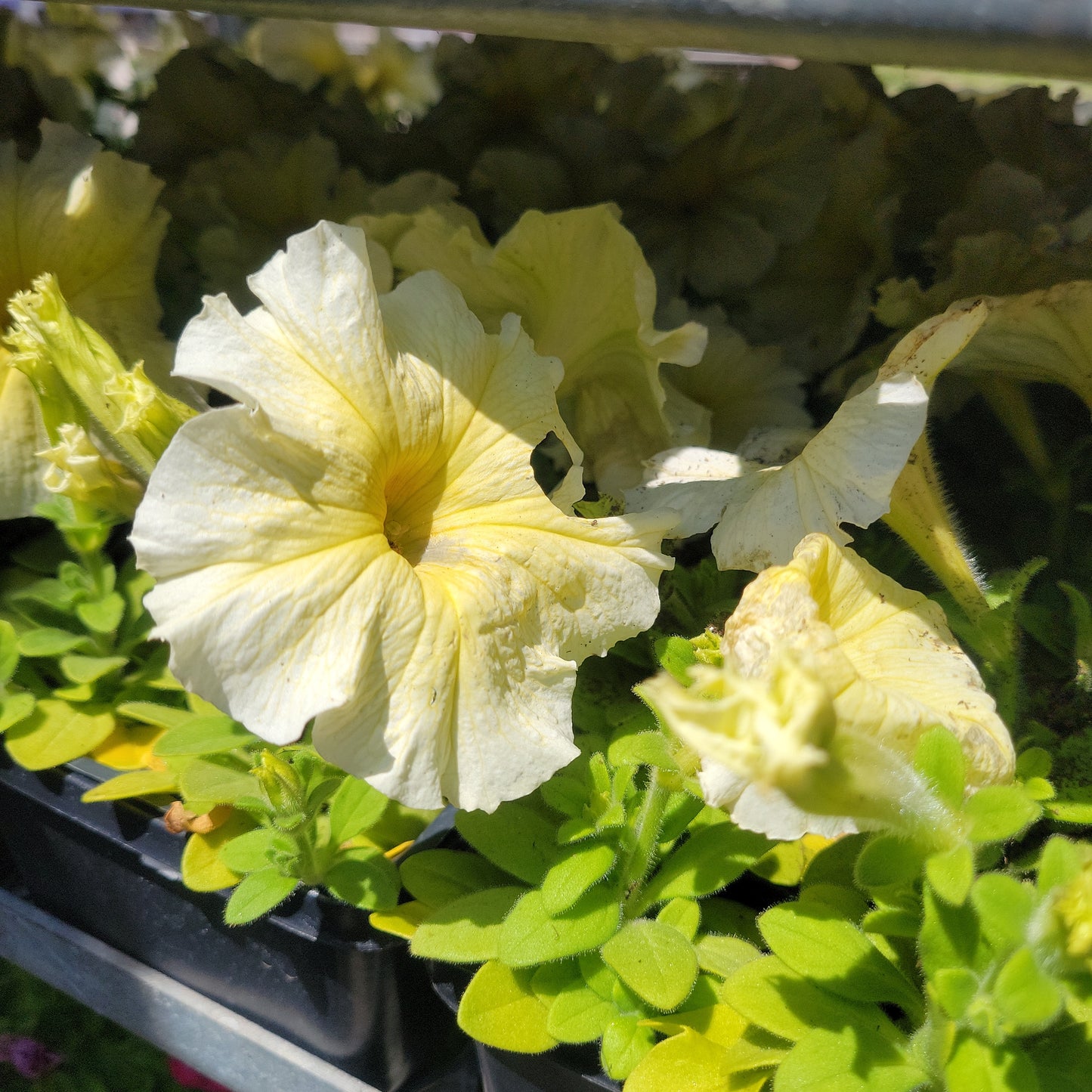 Petunia Multi Pack