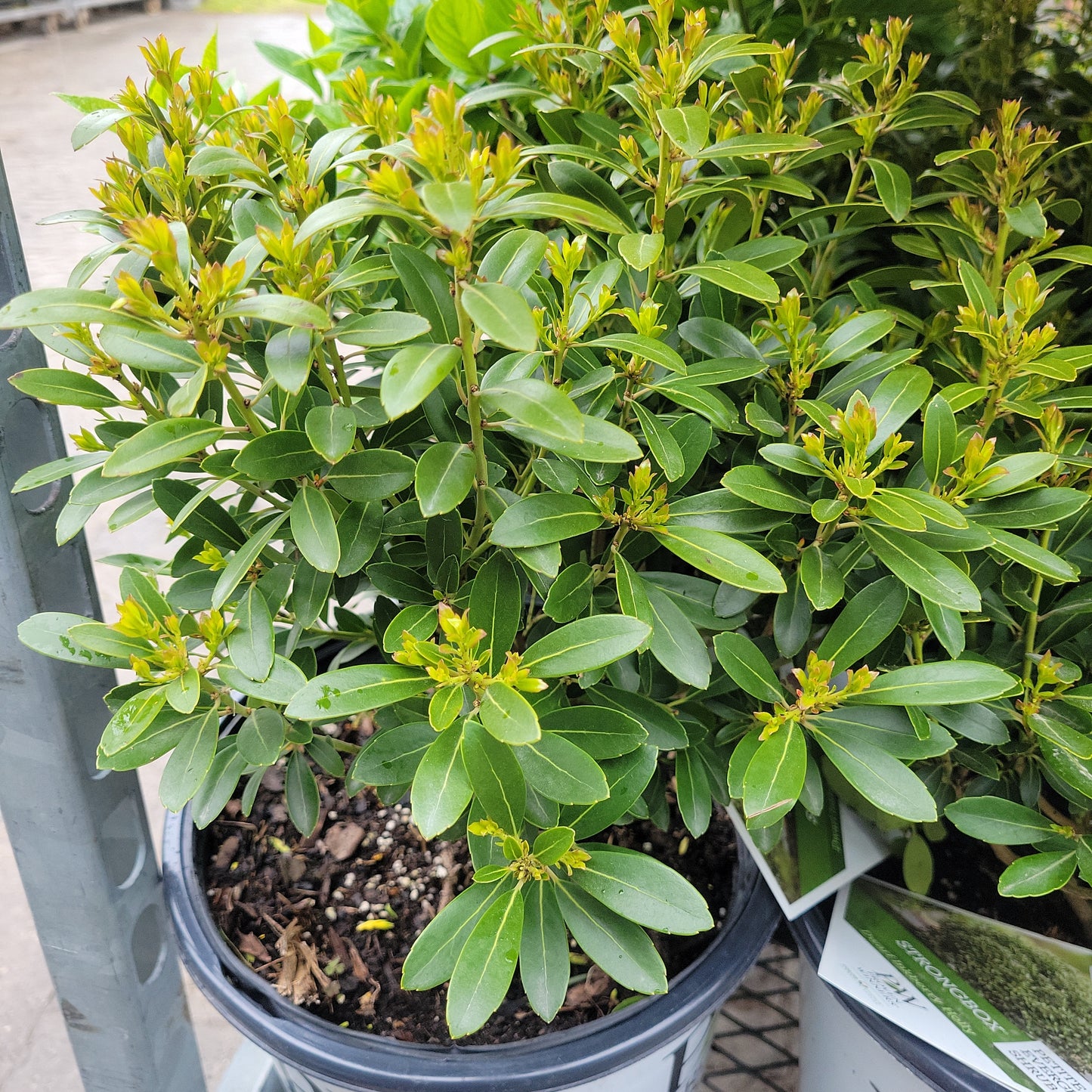 Strongbox Inkberry Holly - Proven Winner