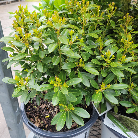 Strongbox Inkberry Holly - Proven Winner