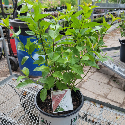 Arctic Fire Red Dogwood