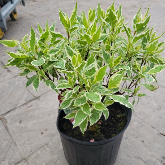 Ivory Halo Silver Dogwood