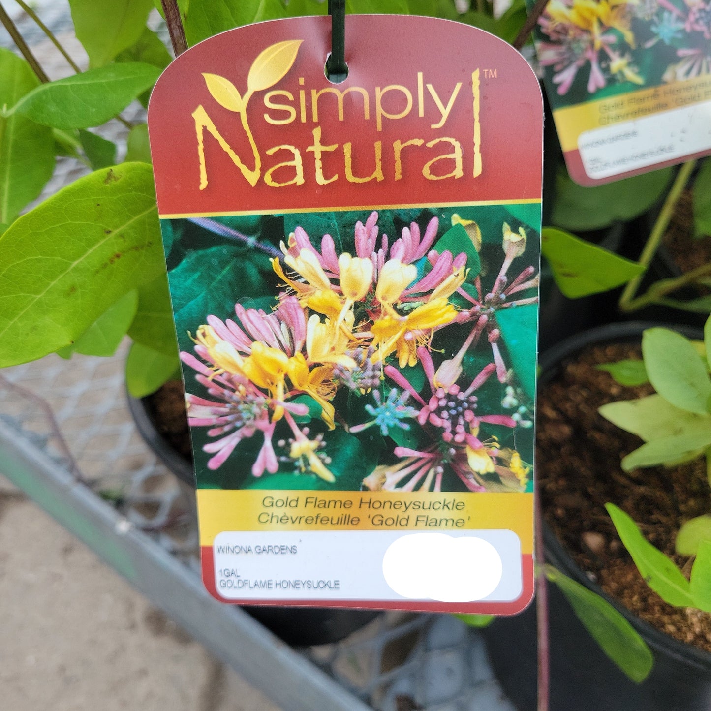 Honeysuckle