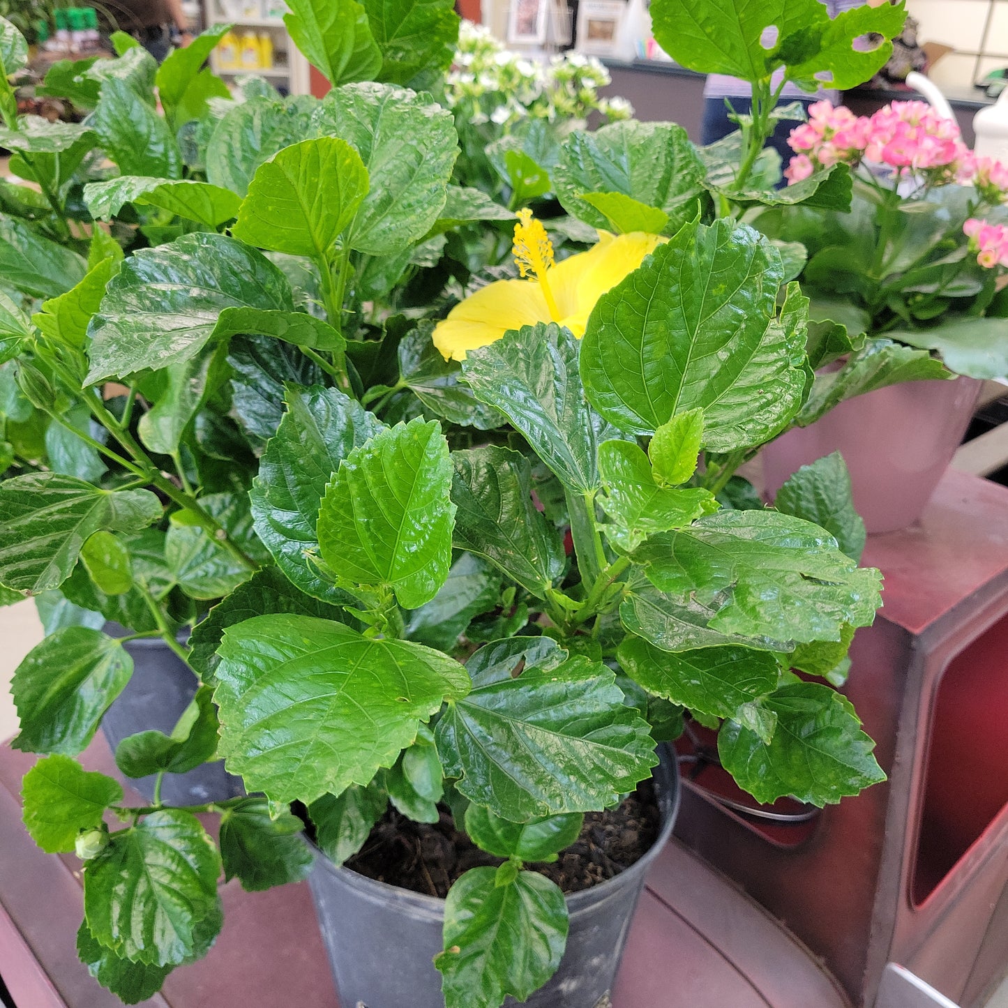 10" Hibiscus 'Bush Fiesta'