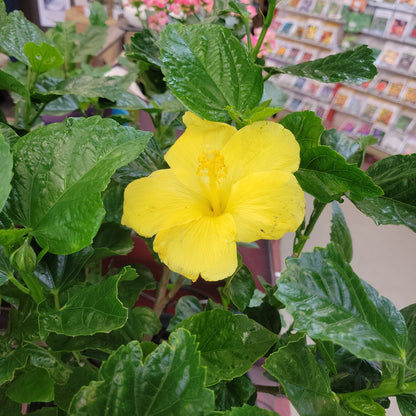 10" Hibiscus 'Bush Fiesta'