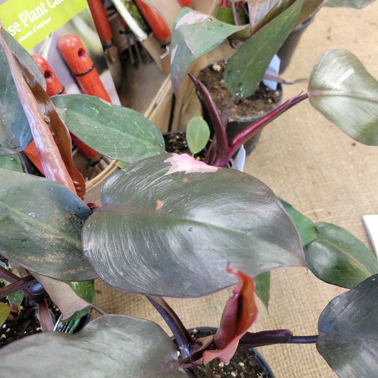 Pink Princess Philodendron