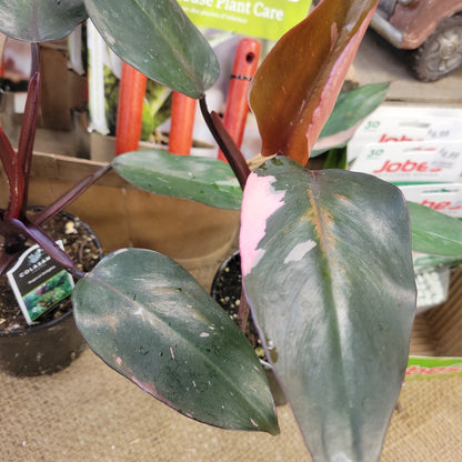 Pink Princess Philodendron