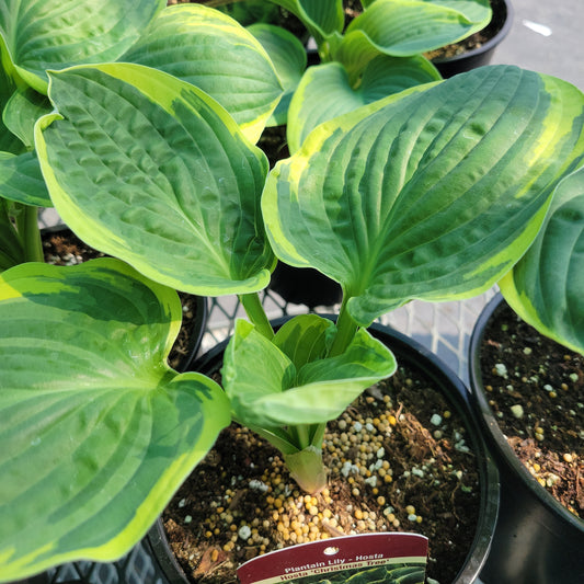 1 gal Hosta 'Christmas Tree'