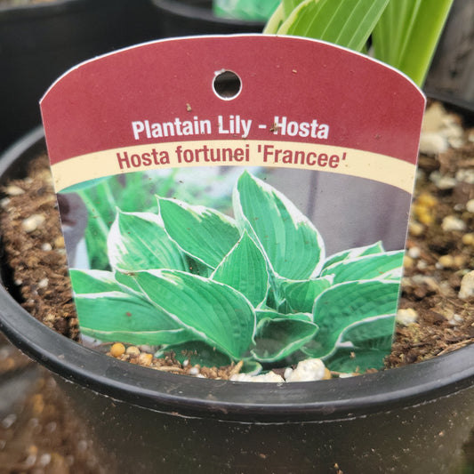 1 gal Hosta “Francee”
