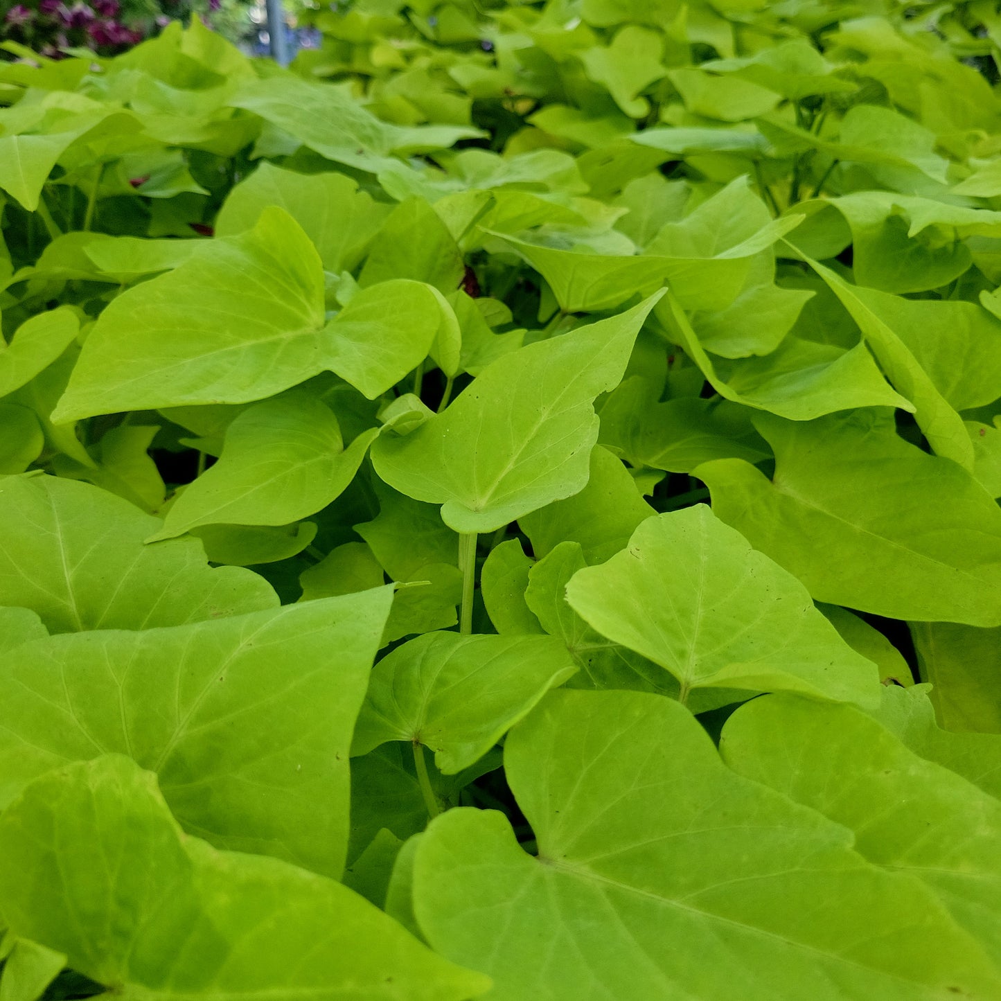 1 Gal Potato Vine