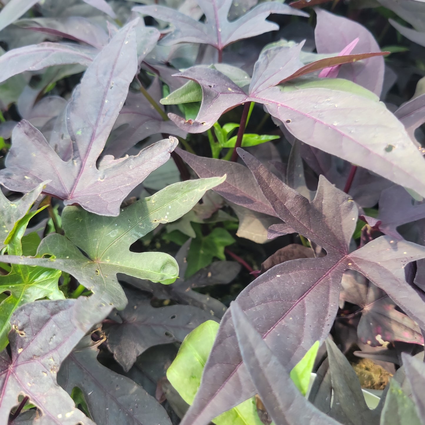 1 Gal Potato Vine