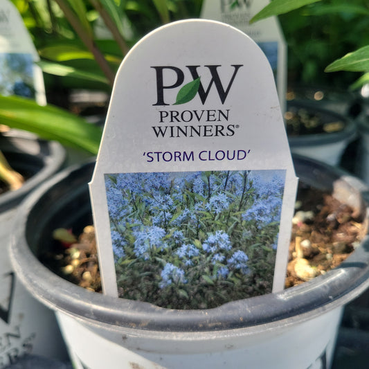 1 Gal Amsonia tabernaemontana 'Storm Cloud'