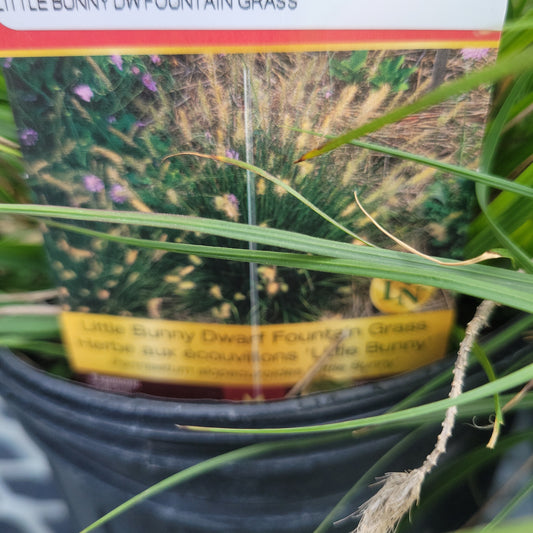 Little Bunny Fountain Grass (Pennisetum)