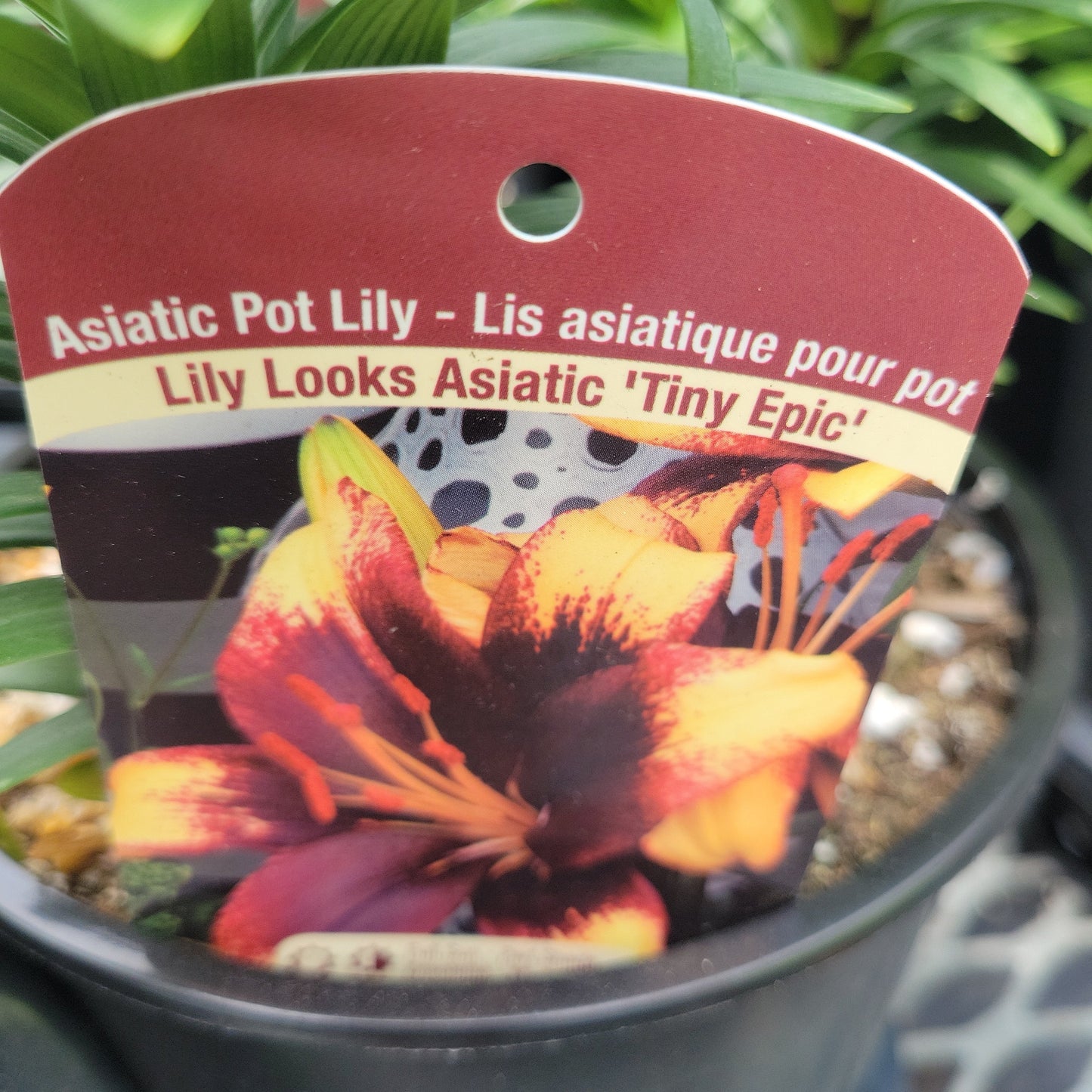 1 Gal Lily (Asiatic/Oriental)