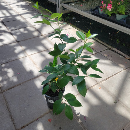 Citrus Meyer Lemon