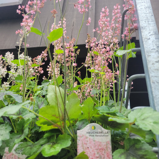 1 Gal Heucherella 'Pink Revolution' (Foamy Bells)