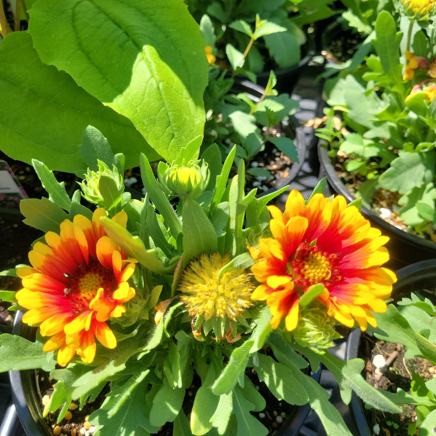1 Gal Blanket Flower 'Gaillardia'