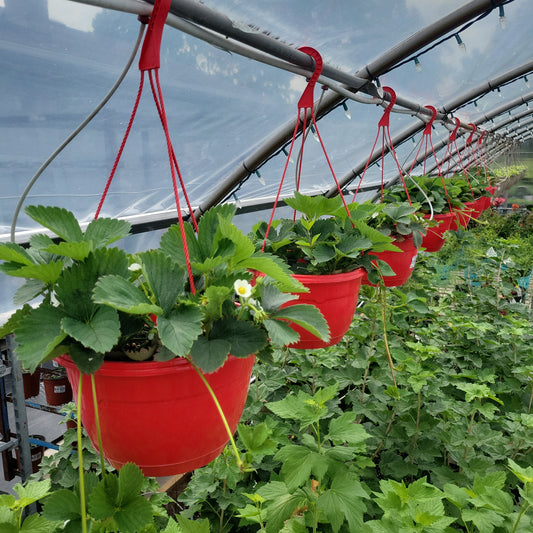 10" Strawberry Hanging Basket