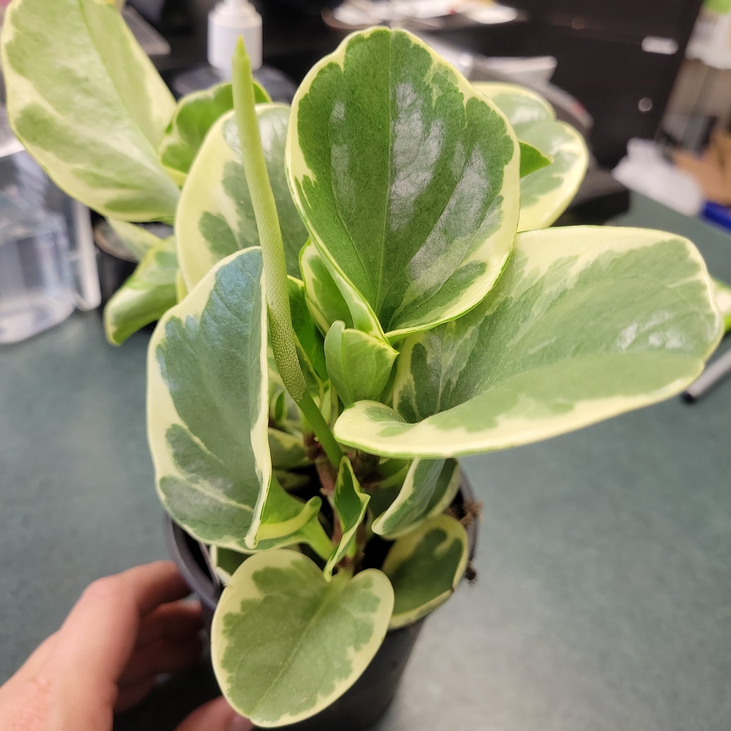 4" Peperomia Obtusfolia Varigated