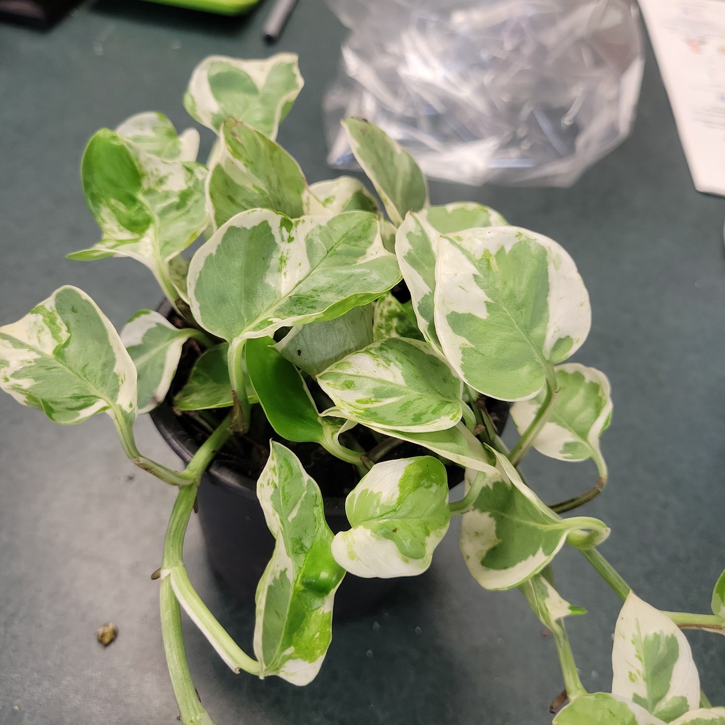 4" Pearls and Jade Pothos