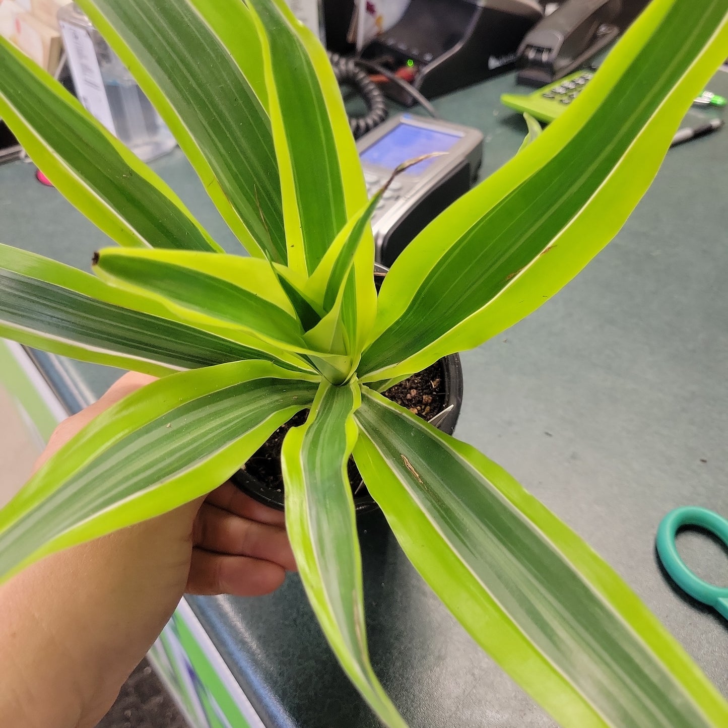 Dracaena 'Lemon-Lime'