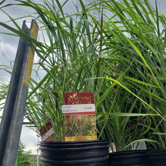 Shenandoah Switch Grass