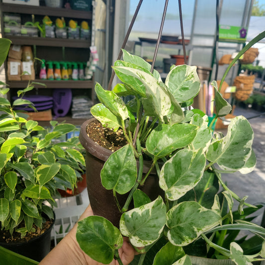 Pearl and Jade Pothos Hanging Basket