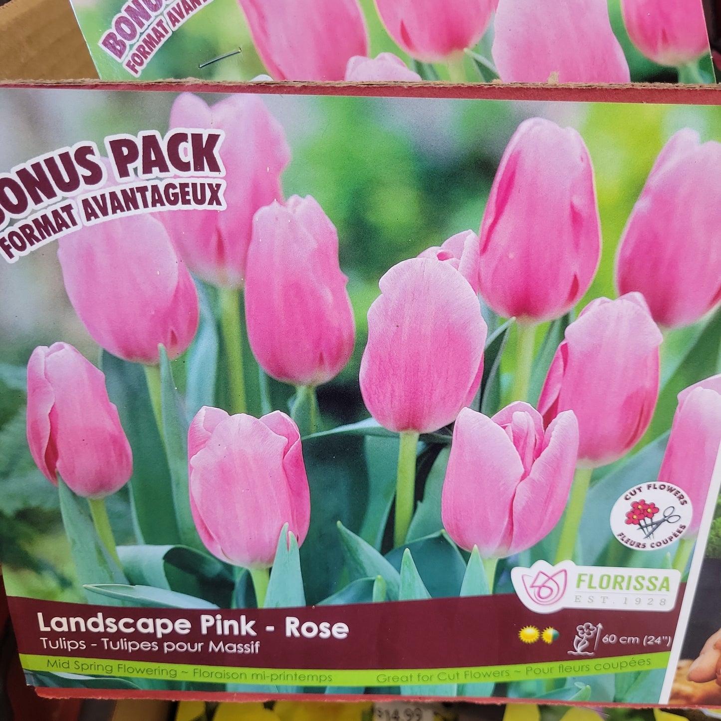 Tulip Bulbs