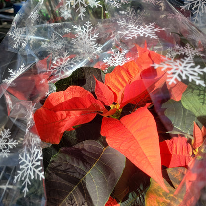 Poinsettia