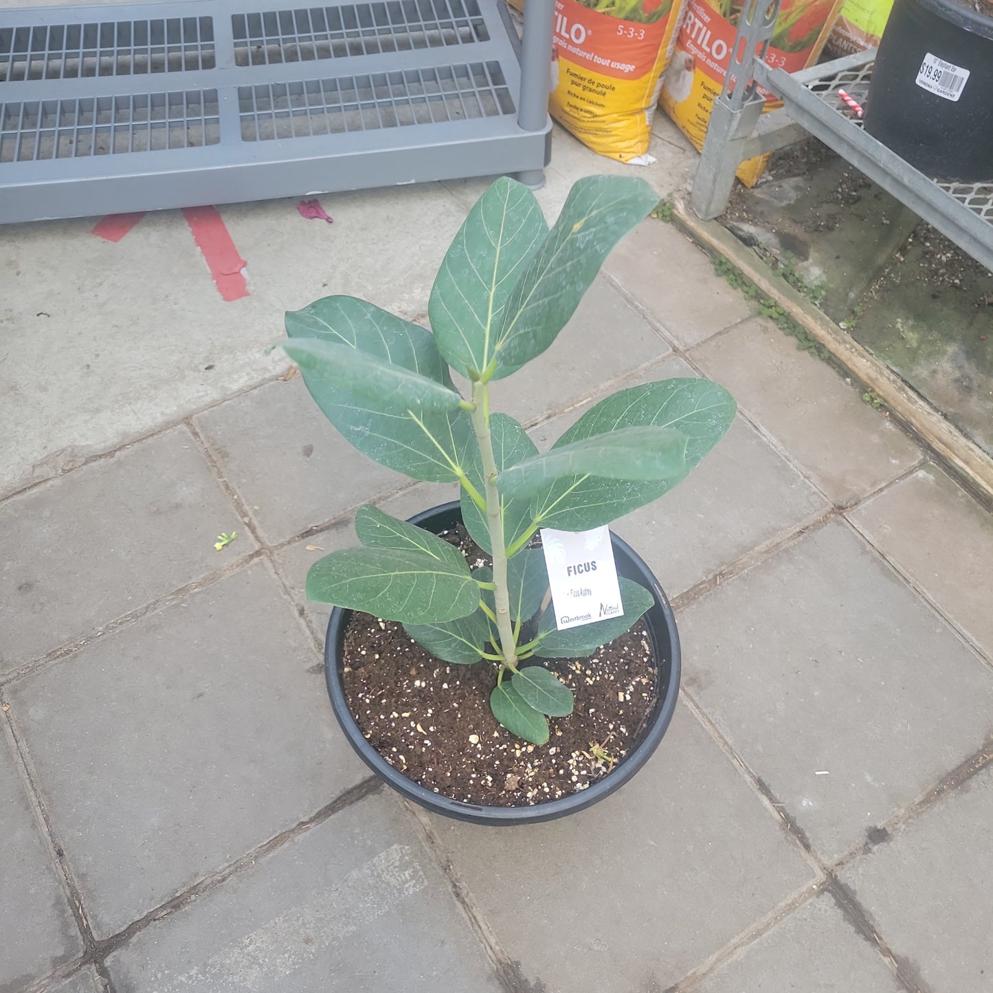 Ficus Audrey