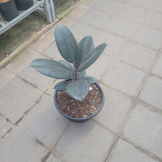 Ficus 'Burgundy'