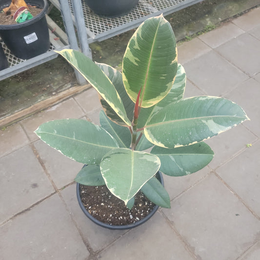 10" Ficus 'Rubber Tree'