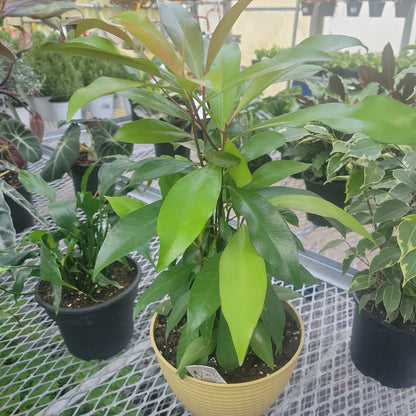 Ardisia Humulis