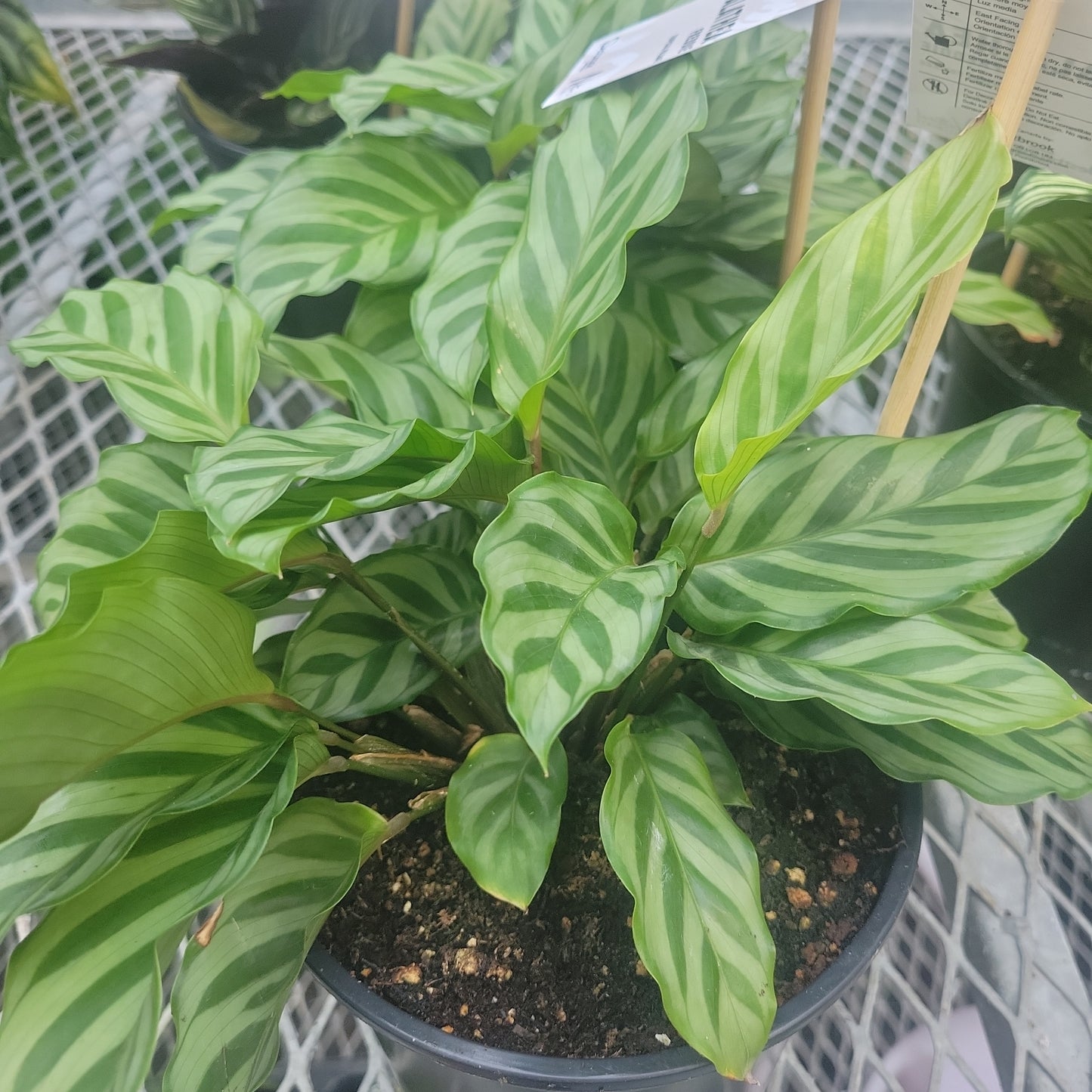 6" Calathea Freddie