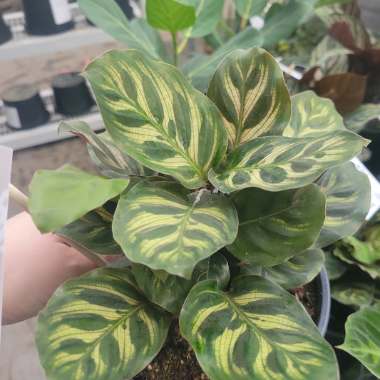 6" Calathea 'Peacock'