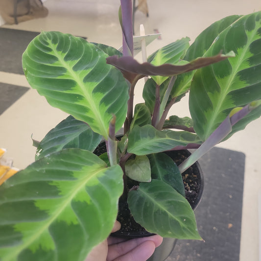 Calathea 'Warcewiczii'