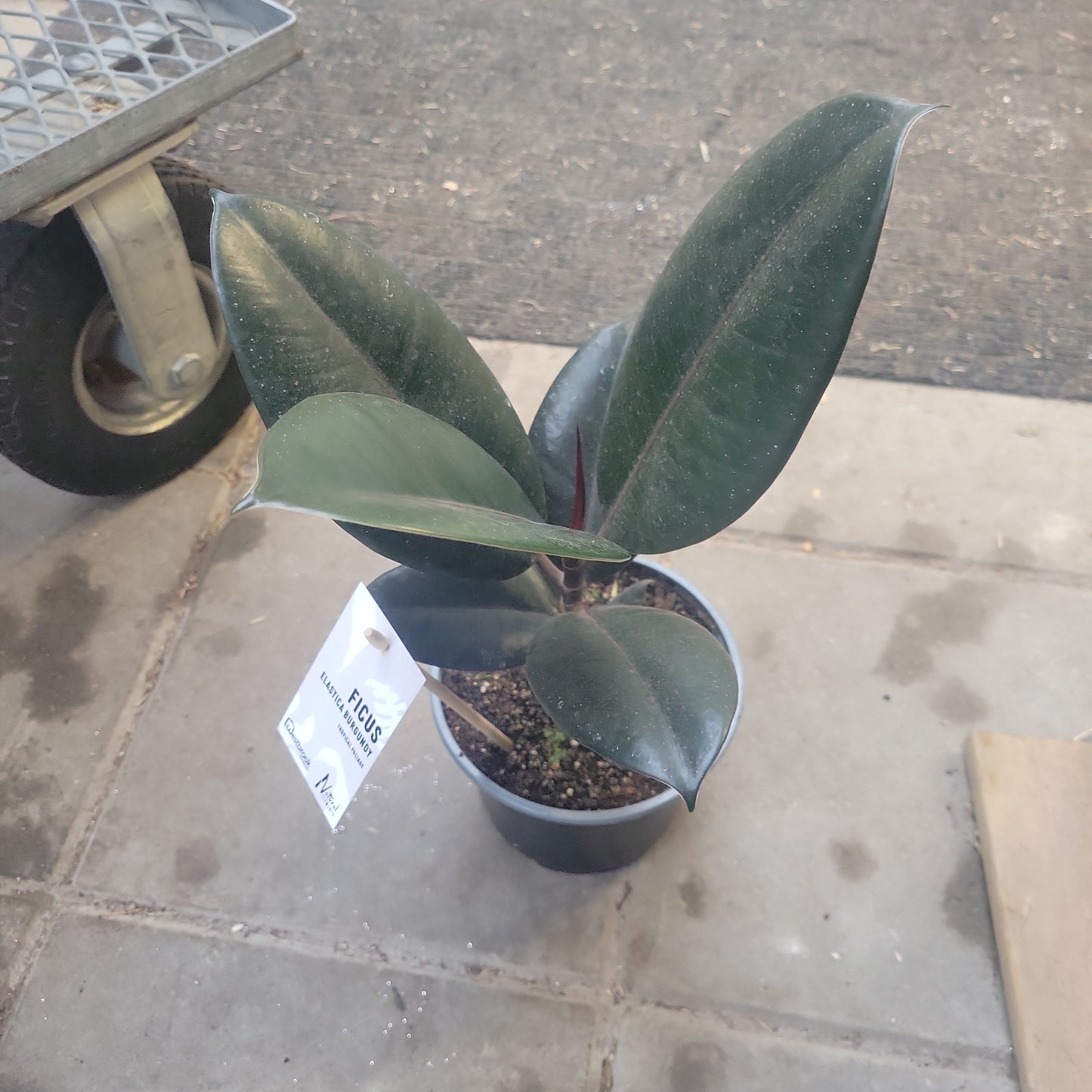 Ficus 'Burgundy'